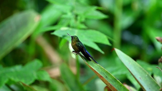 Violet-tailed Sylph - ML616278681