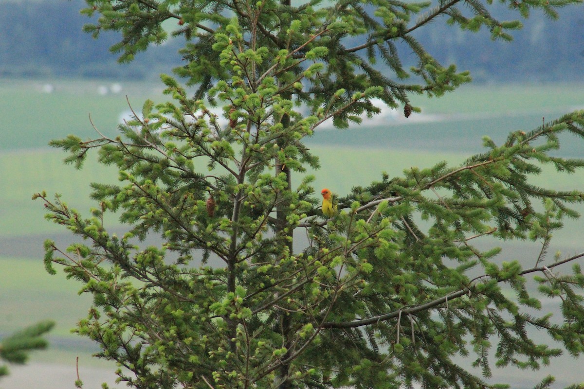 Western Tanager - ML61627871