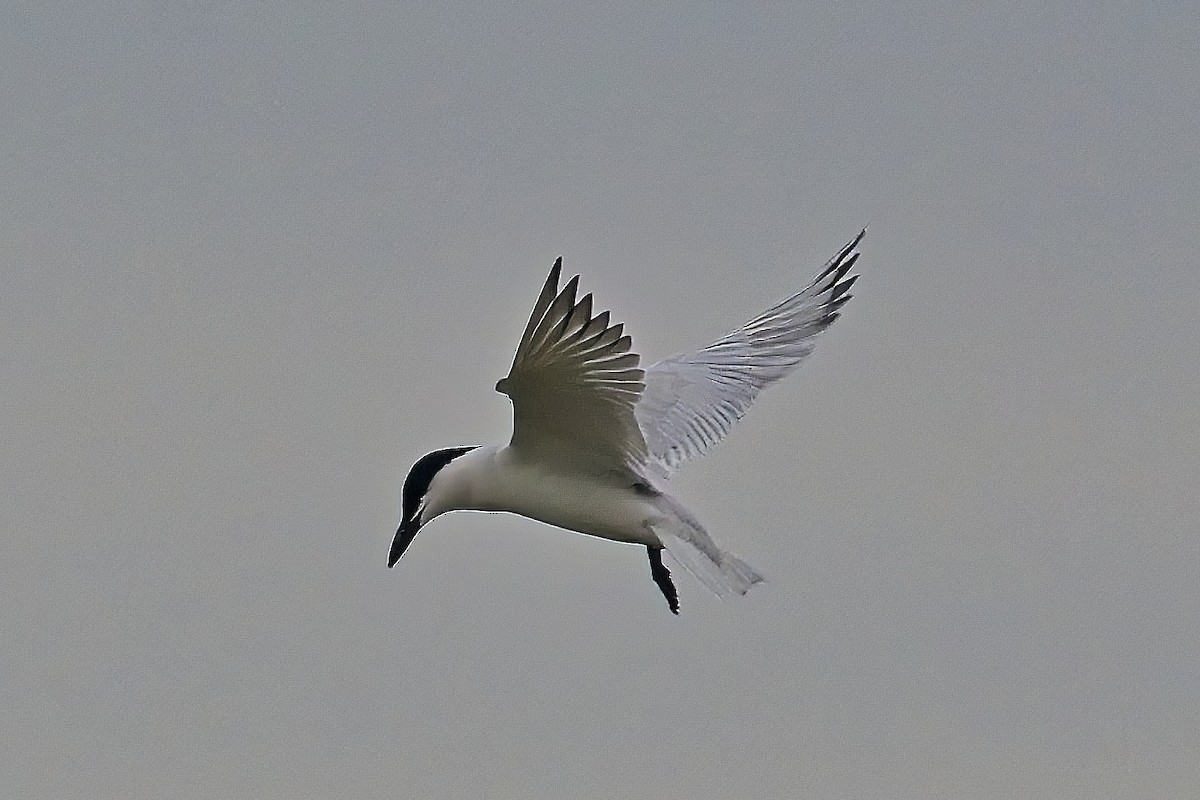 Gull-billed Tern - ML616278739