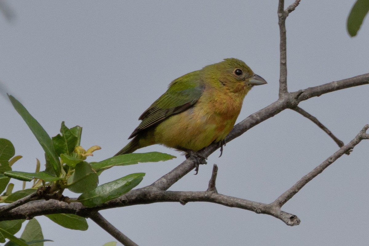 Painted Bunting - ML616278975