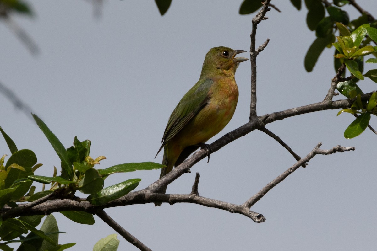 Painted Bunting - ML616278976