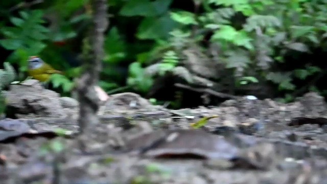 Russet-crowned Warbler - ML616279036