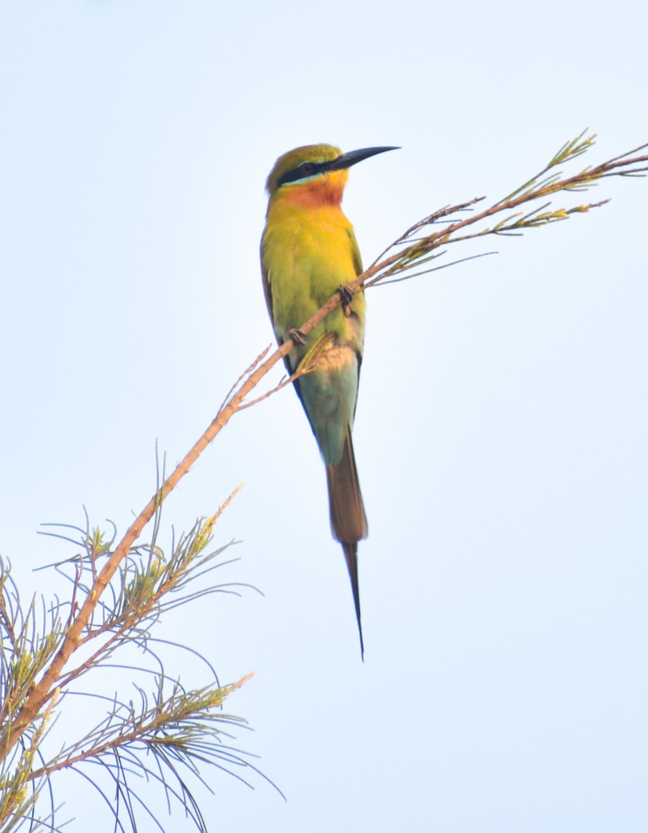 Blue-tailed Bee-eater - ML616279153