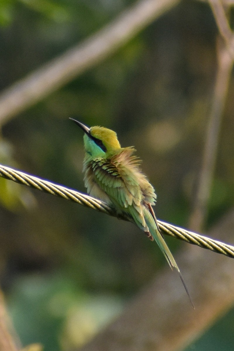 Asian Green Bee-eater - ML616279180