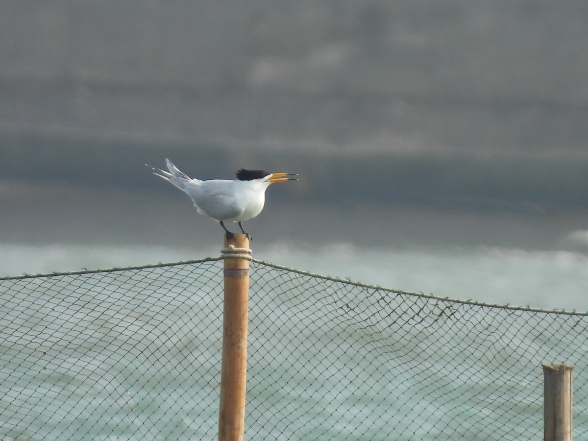 Chinese Crested Tern - ML616279209