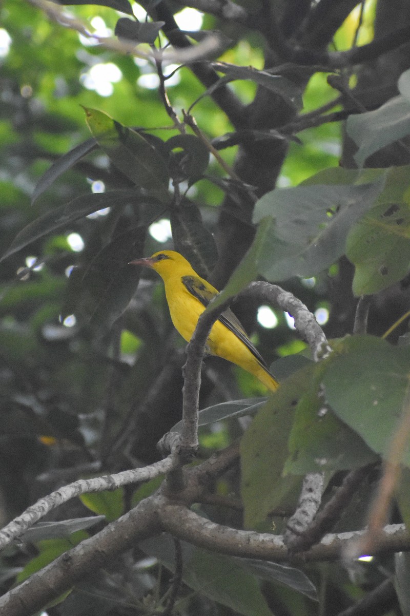 Indian Golden Oriole - ML616279226