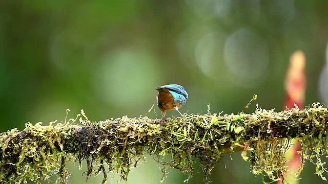 Golden-naped Tanager - ML616279227