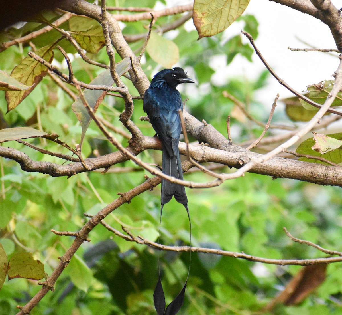 Greater Racket-tailed Drongo - ML616279251