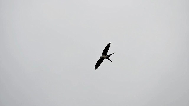 Swallow-tailed Kite - ML616279273