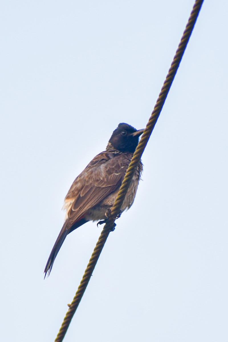 Red-vented Bulbul - ML616279344