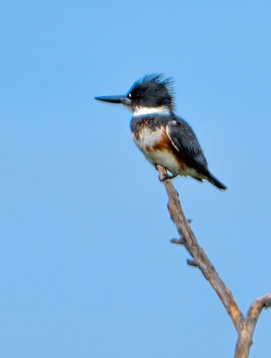 Belted Kingfisher - ML616279413