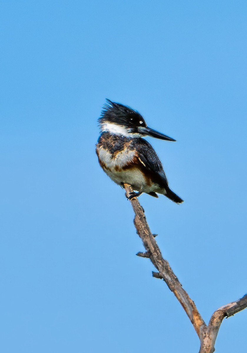 Belted Kingfisher - ML616279414