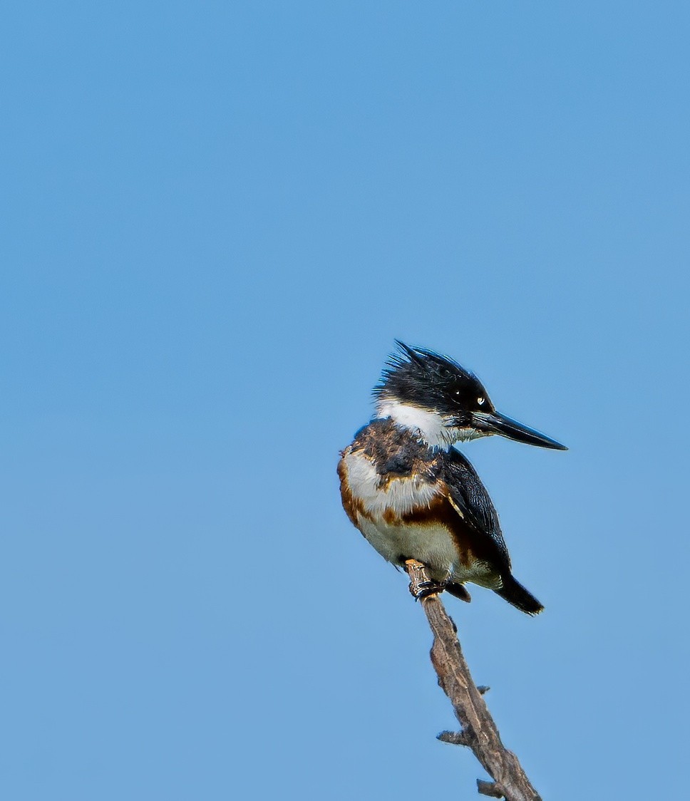 Belted Kingfisher - ML616279415