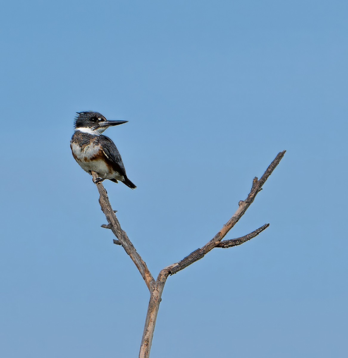 Belted Kingfisher - ML616279416