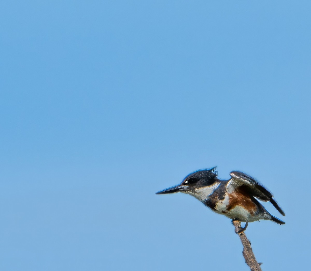 Belted Kingfisher - ML616279417