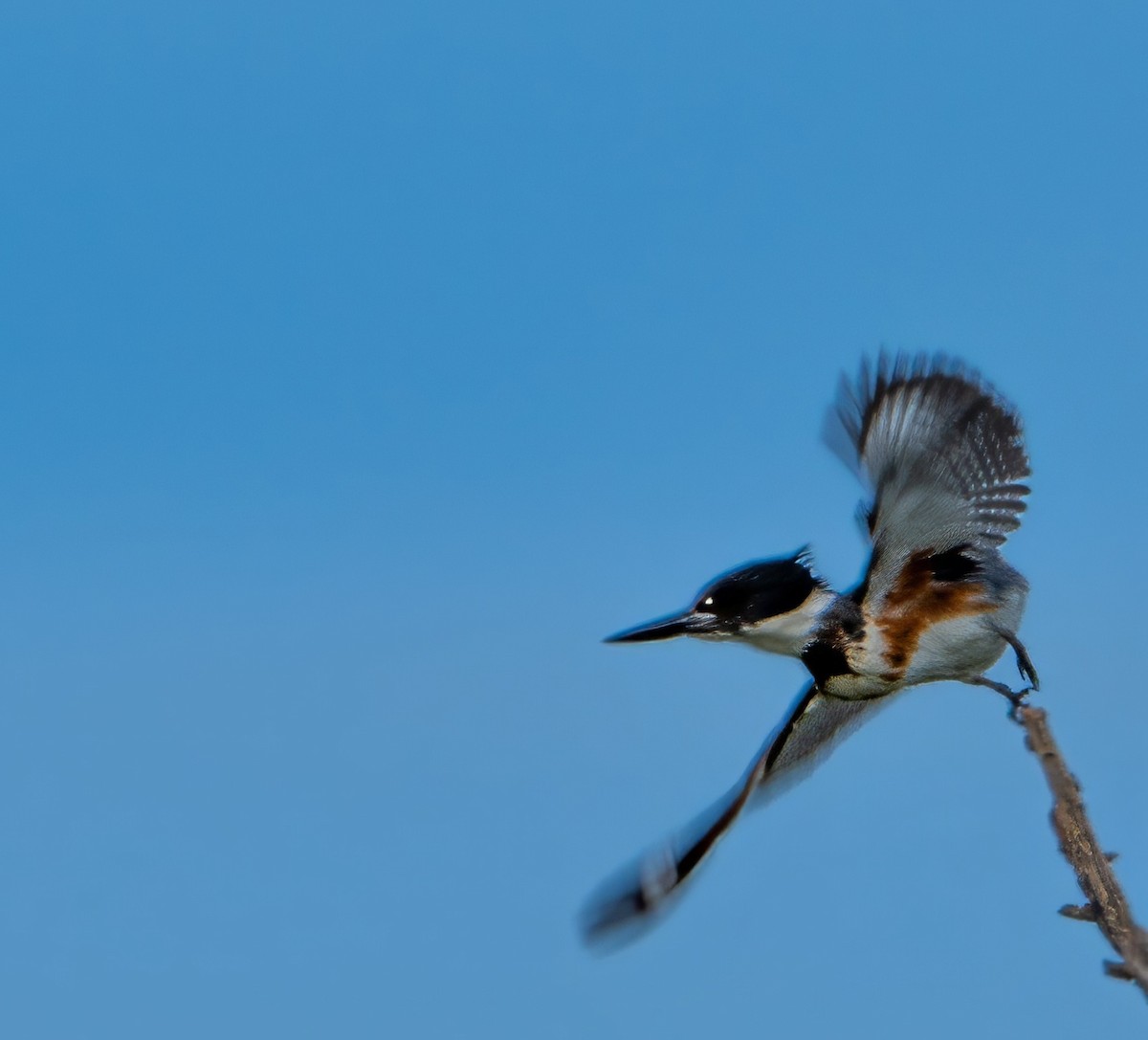 Belted Kingfisher - ML616279418