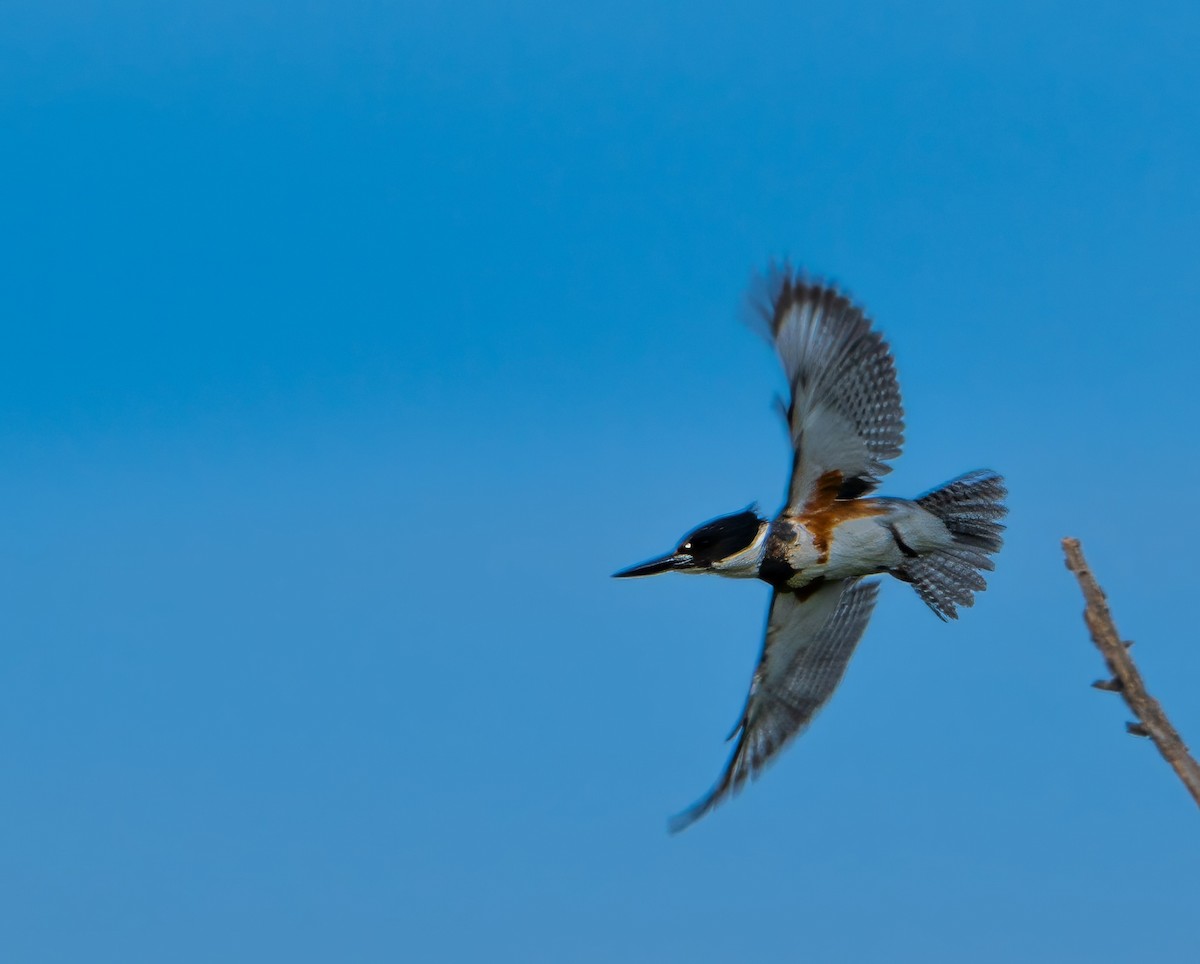 Belted Kingfisher - ML616279419