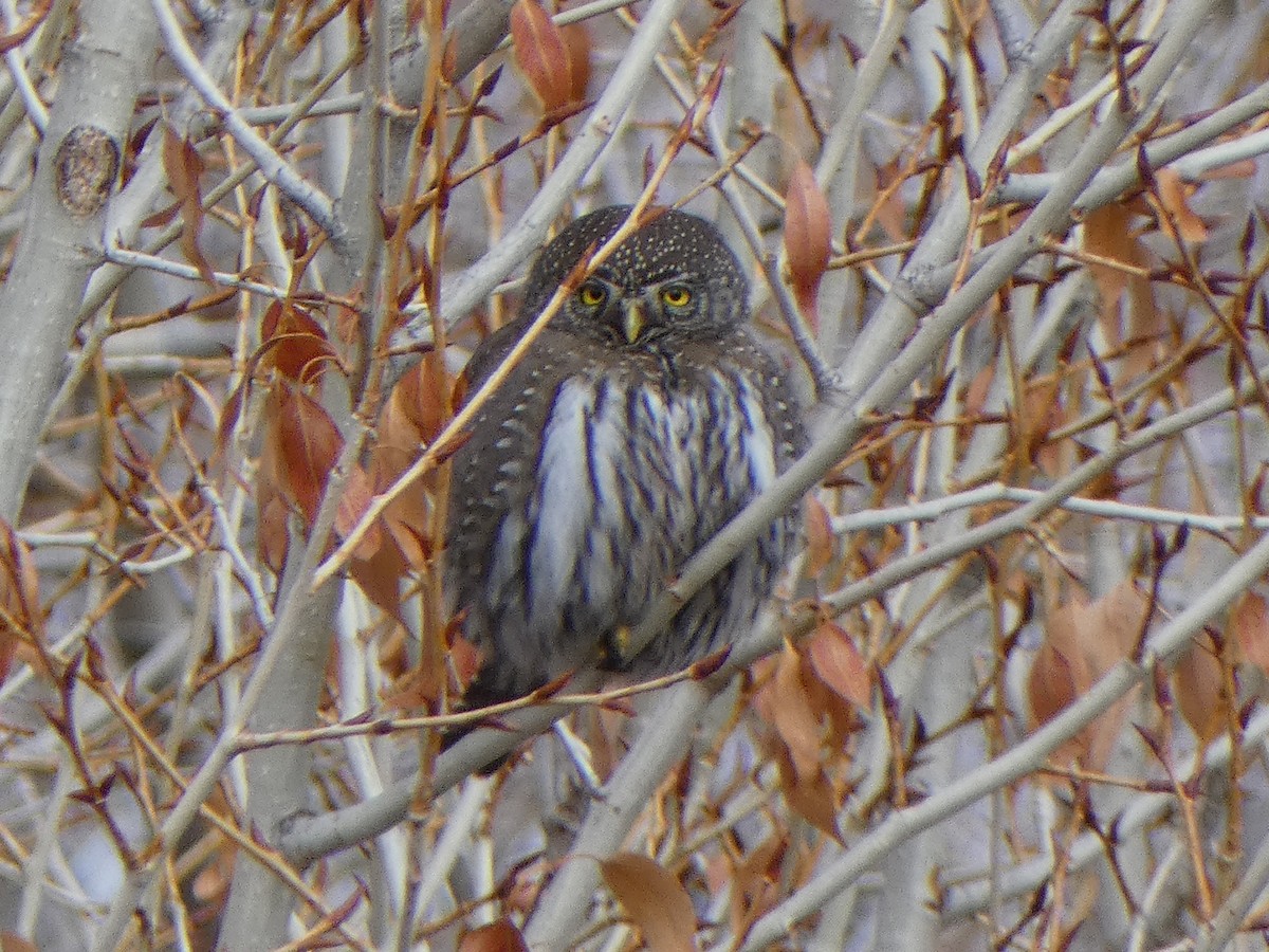 Northern Pygmy-Owl - ML616279426