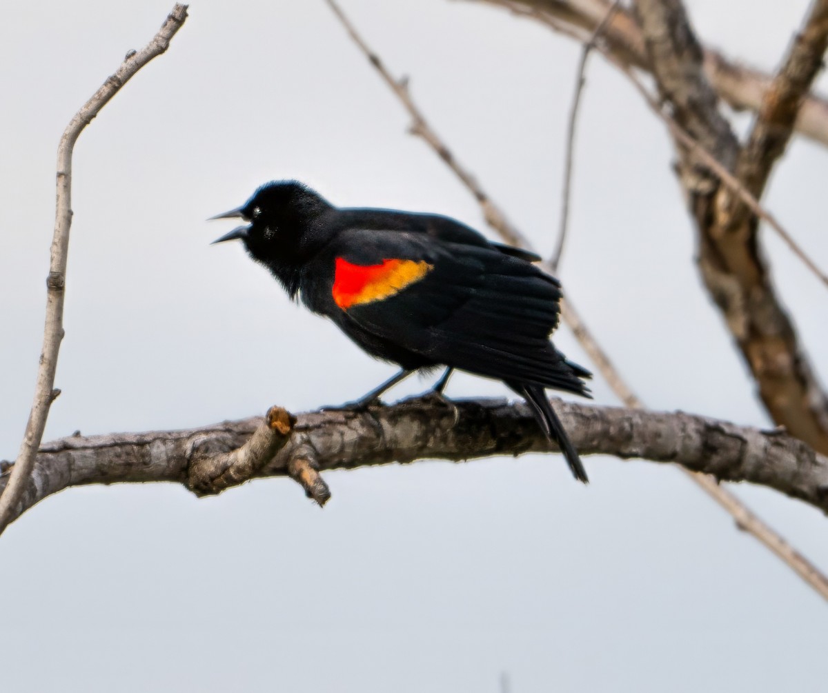 Red-winged Blackbird - Raymond Kinsel