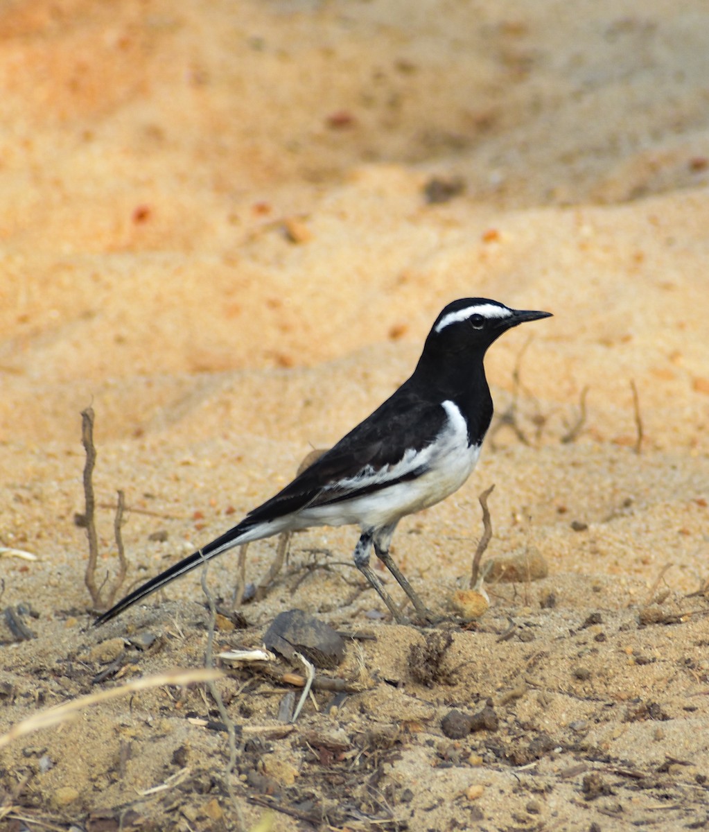 White-browed Wagtail - ML616279432