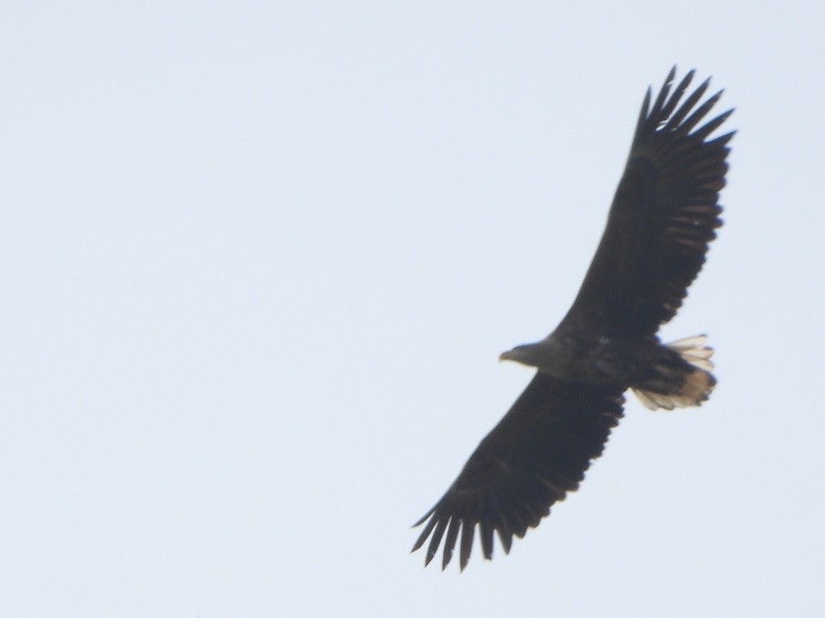 White-tailed Eagle - ML616279435