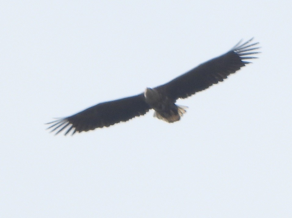 White-tailed Eagle - Jiří Šafránek