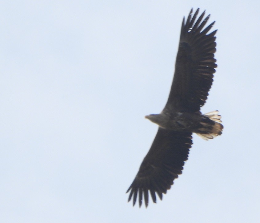 White-tailed Eagle - ML616279437