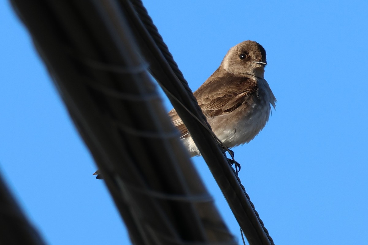 Northern Rough-winged Swallow - ML616279444