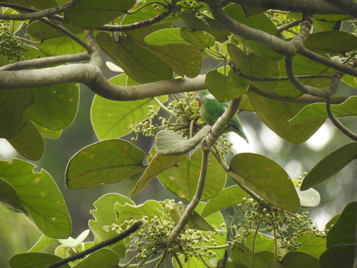 Claret-breasted Fruit-Dove - ML616279736