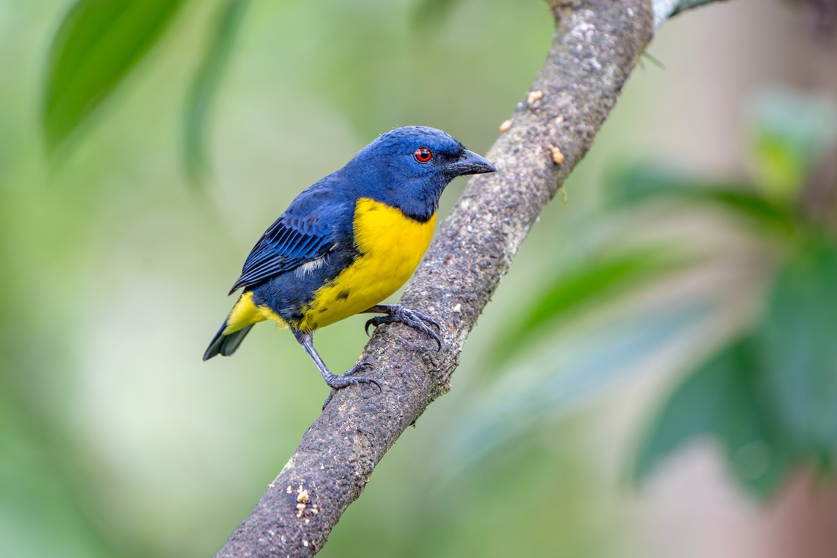 Blue-and-gold Tanager - ML616279806
