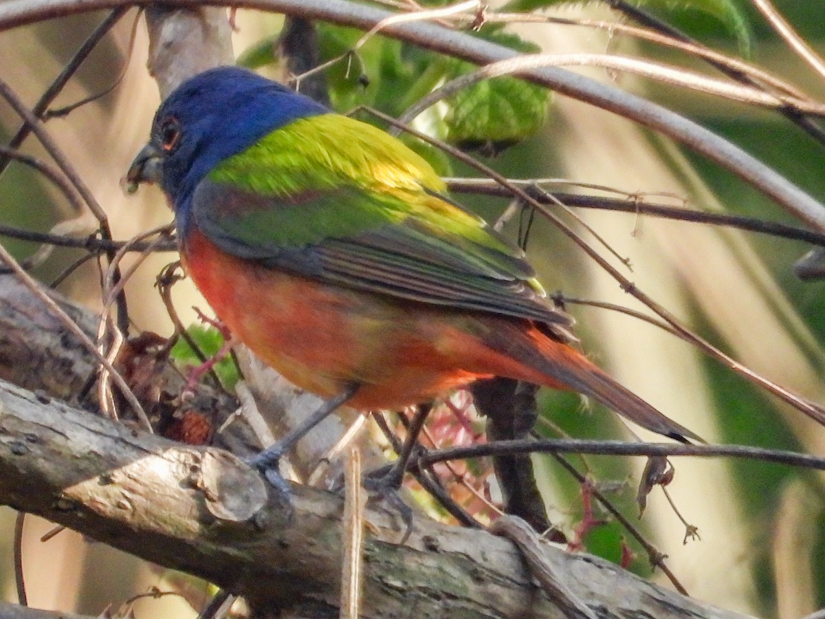 Painted Bunting - ML616279869
