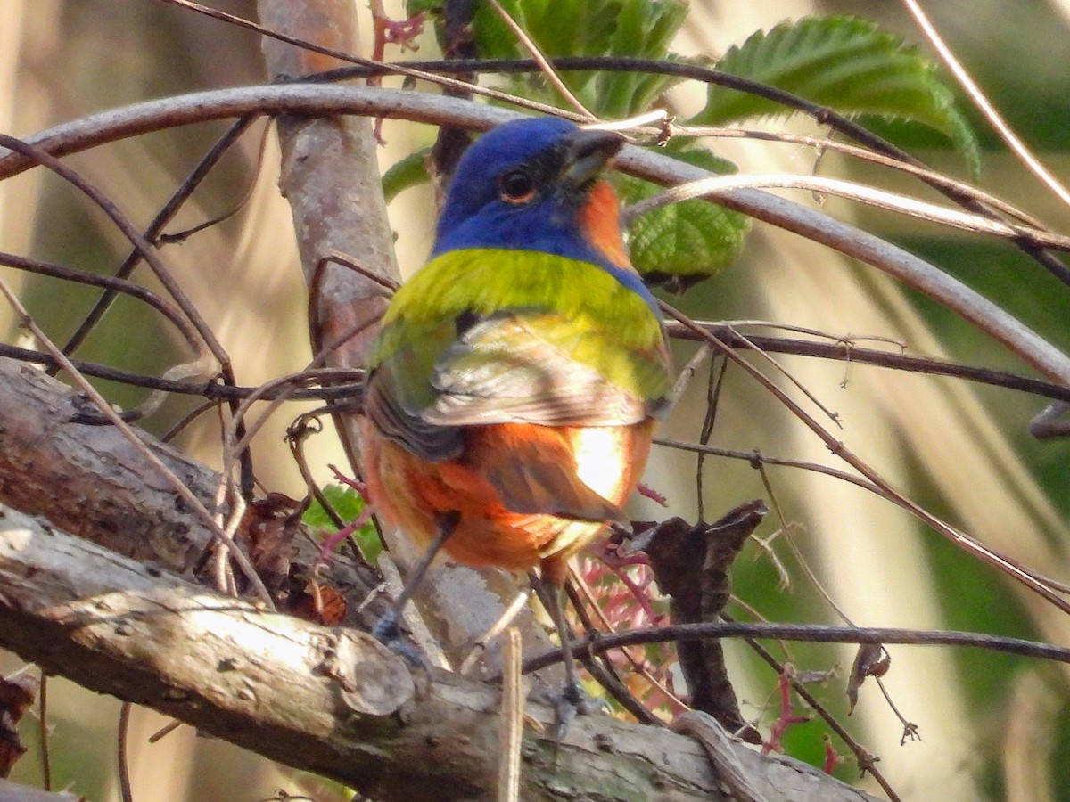 Painted Bunting - ML616279872