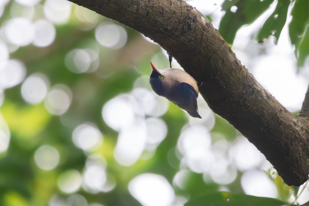 Velvet-fronted Nuthatch - ML616279878