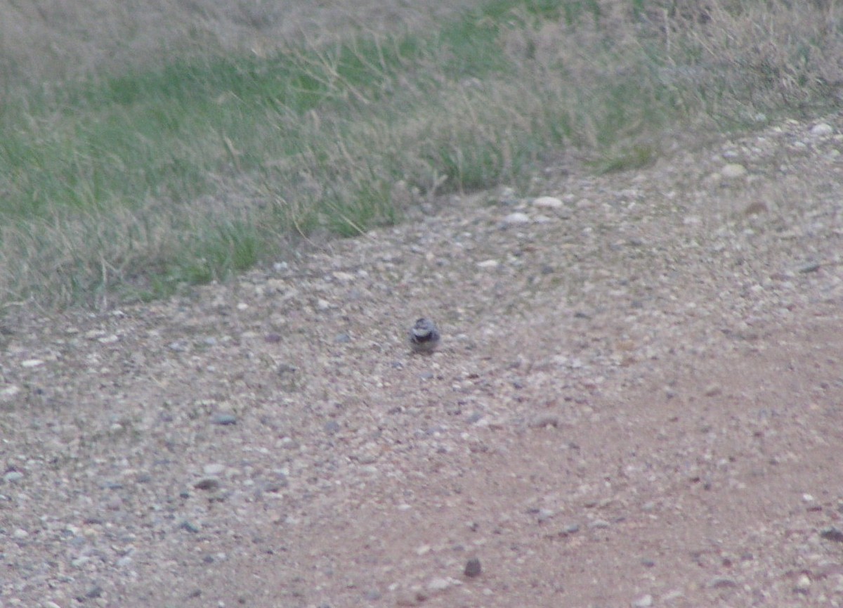 Thick-billed Longspur - ML616279881