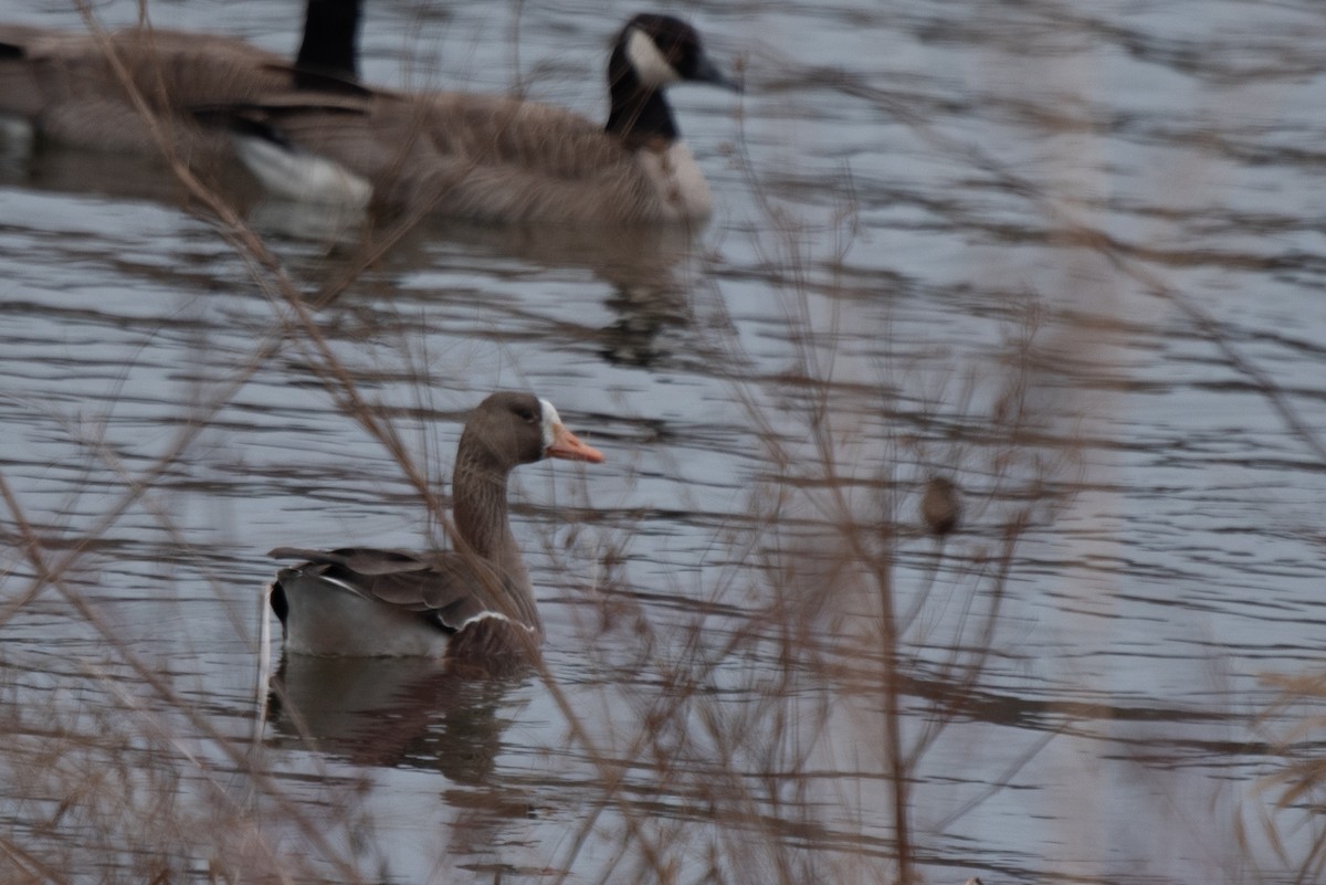 Greater White-fronted Goose - ML616279888
