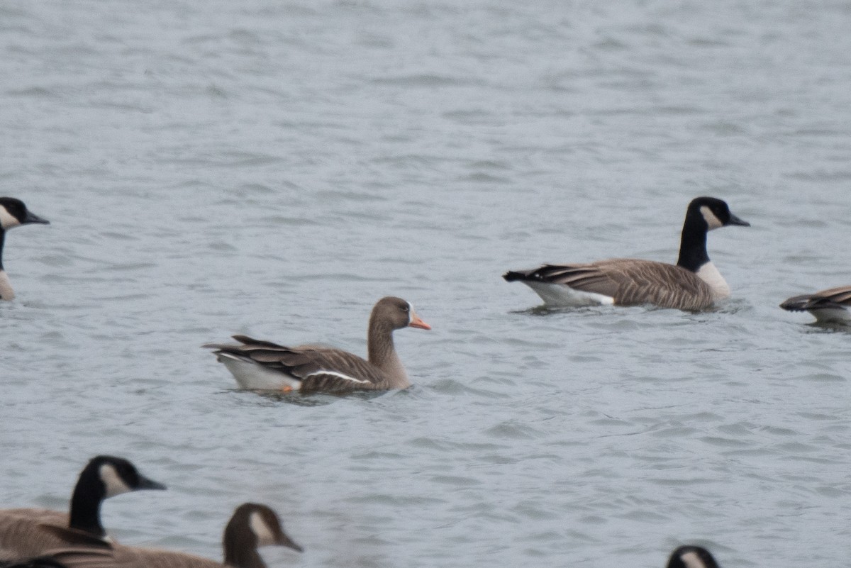 Greater White-fronted Goose - Aidan Place