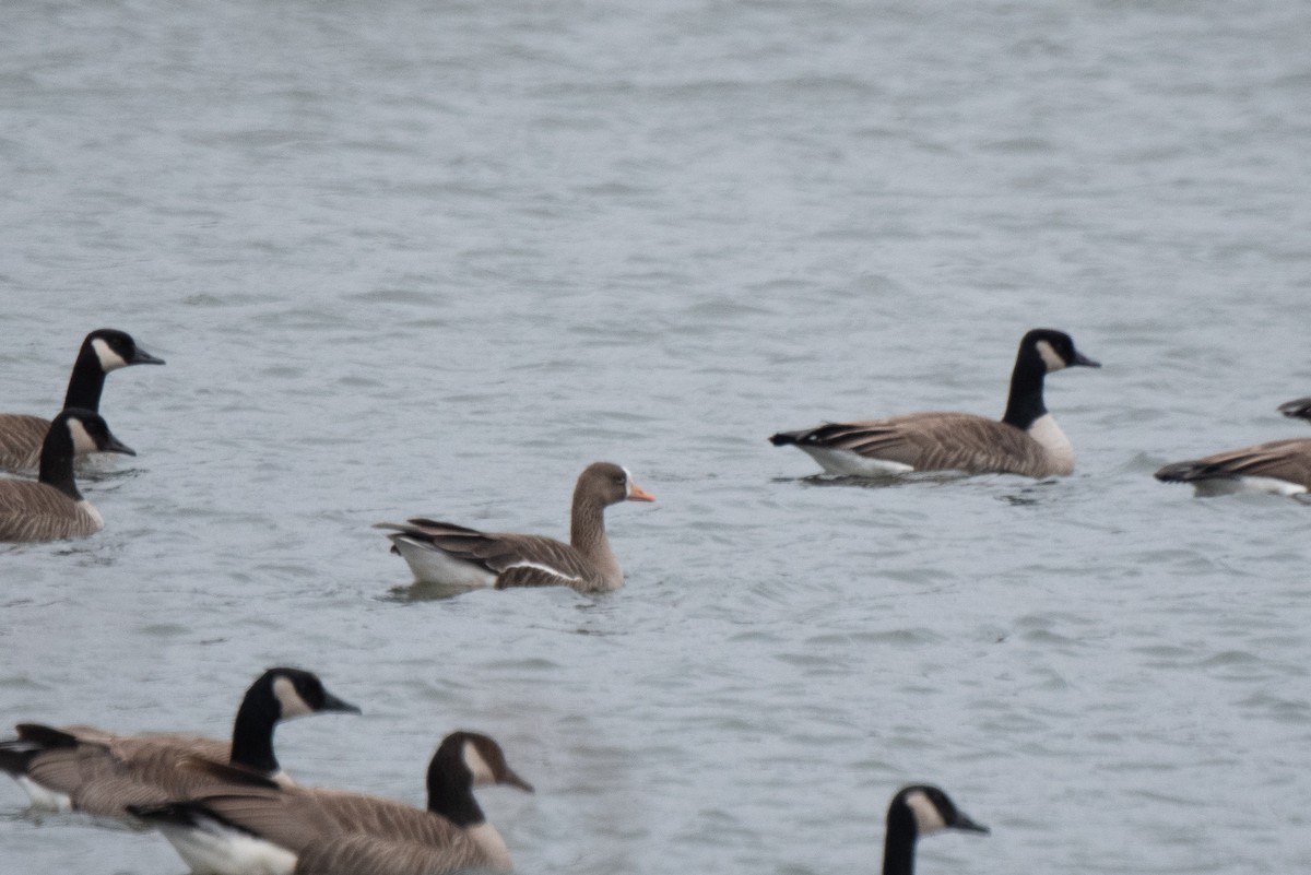 Greater White-fronted Goose - ML616279890