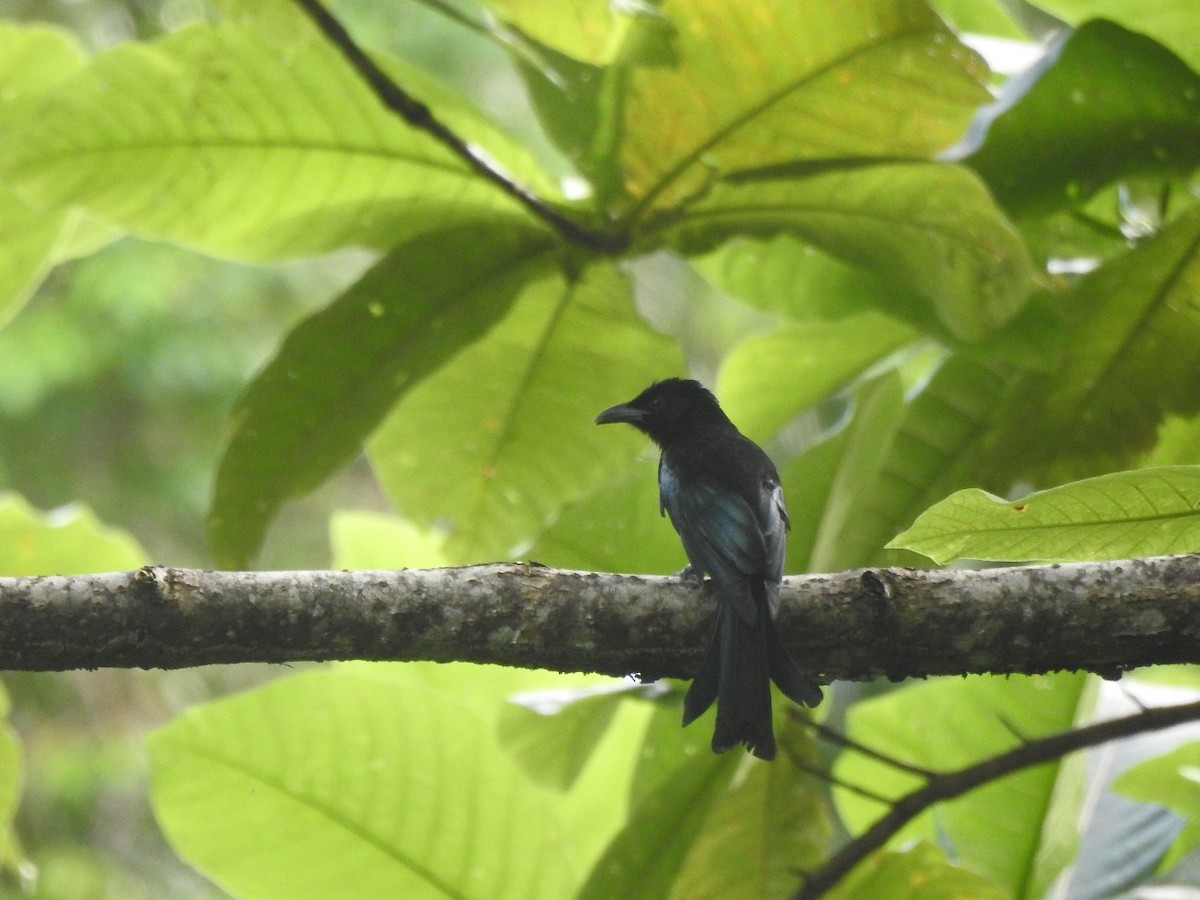 Drongo Escamoso (buruensis) - eBird