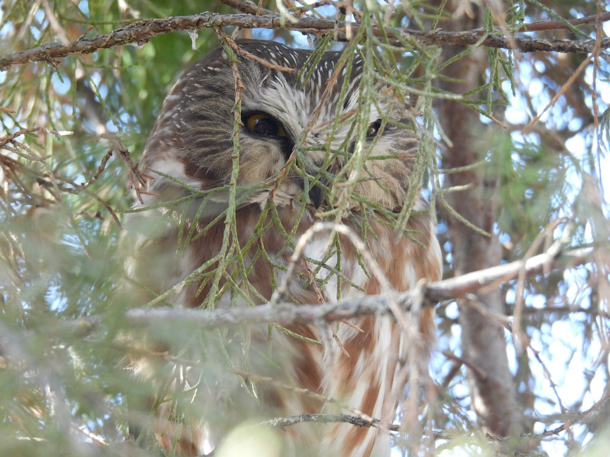 Northern Saw-whet Owl - Tim Forrester