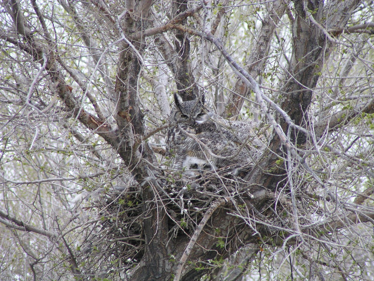 Great Horned Owl - ML616280118
