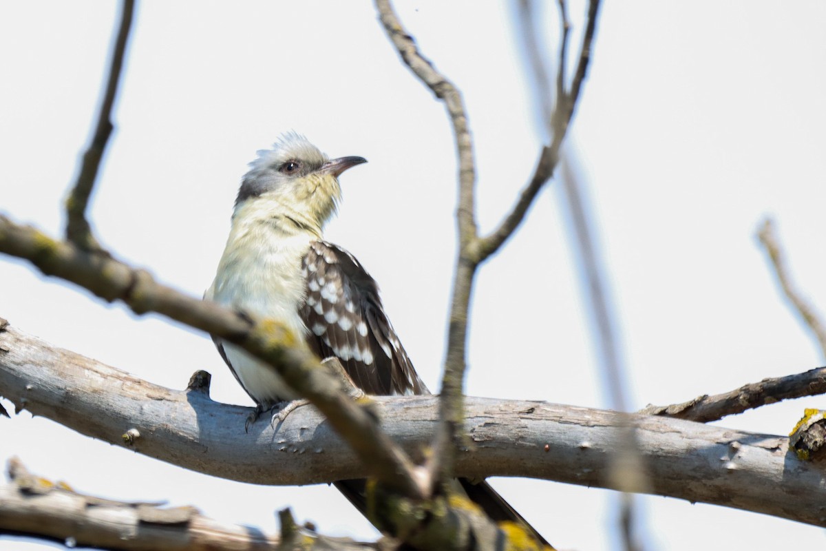 Great Spotted Cuckoo - ML616280134