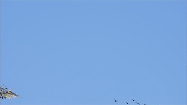 Kara Karınlı Islıkçı Ördek - ML616280135