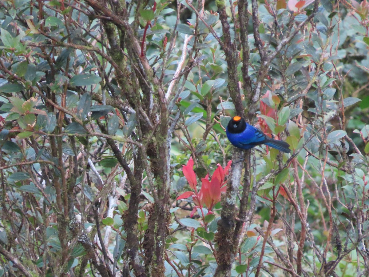 Golden-crowned Tanager - ML616280140