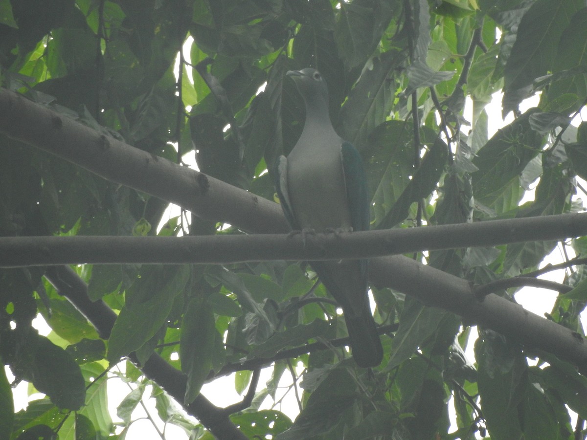 Spectacled Imperial-Pigeon - Yasin Chumaedi