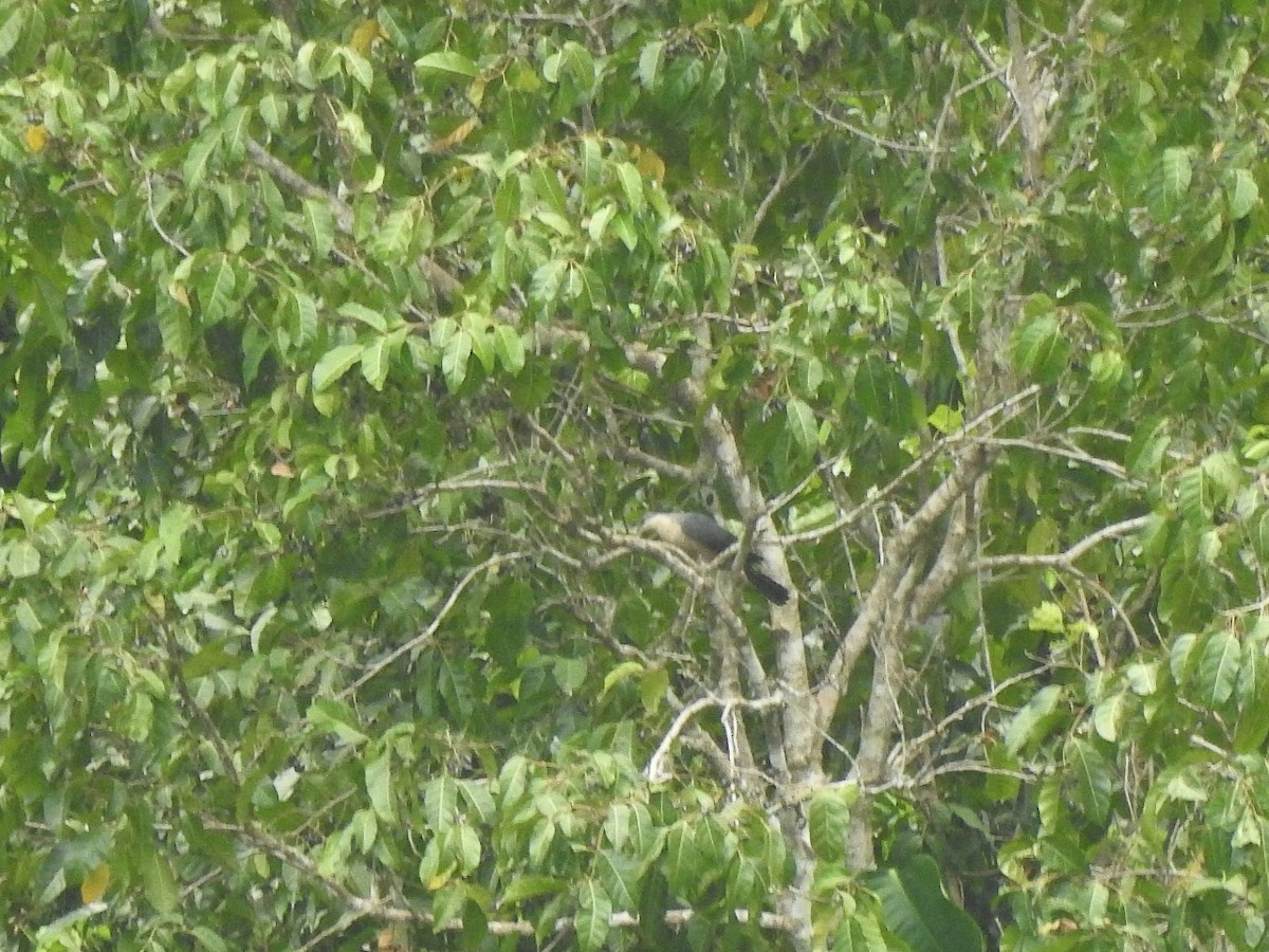 Буруанский голубь - ML616280178