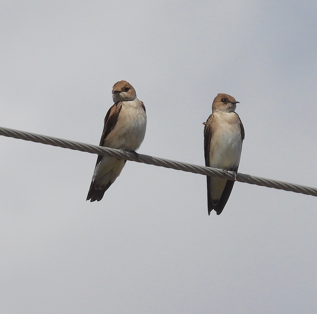 Northern Rough-winged Swallow - ML616280182