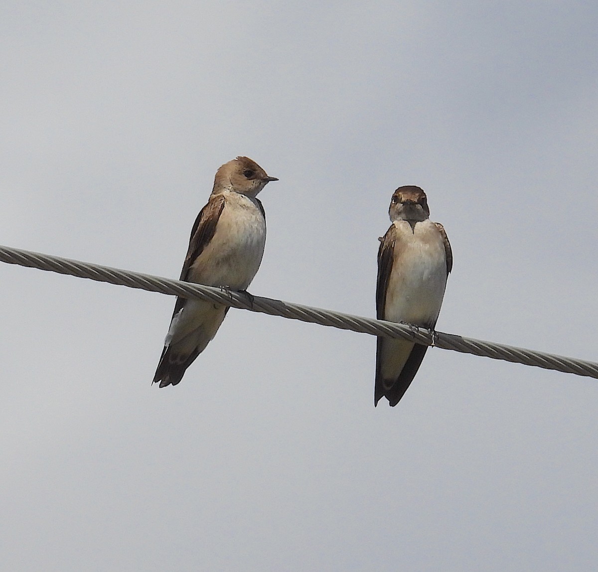 Northern Rough-winged Swallow - ML616280187