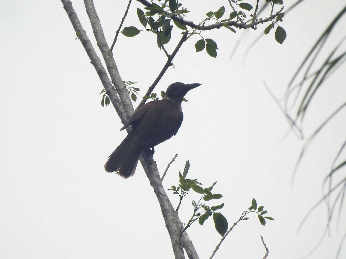 Buru Friarbird - ML616280233
