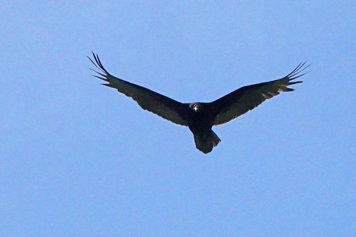 Turkey Vulture - ML616280291