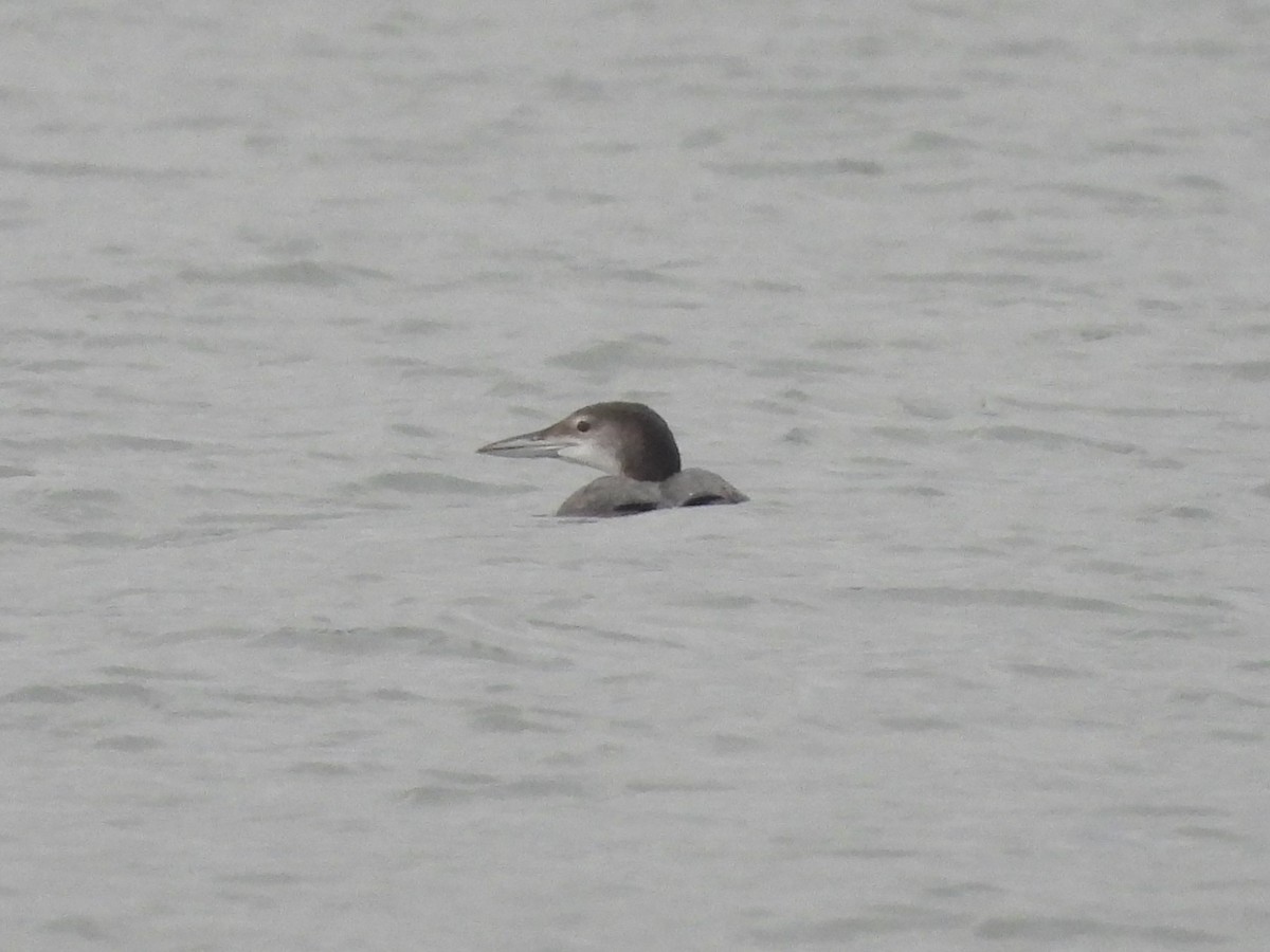 Common Loon - Frithjof Vogeley